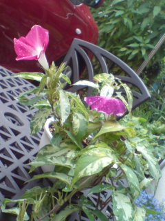 夏、ひとやすみ