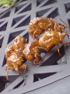 夏、ひとやすみ