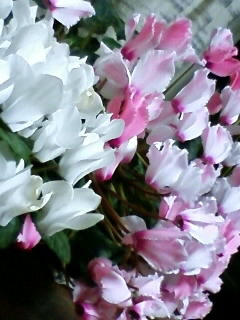 薄紅色と真綿色のシクラメン