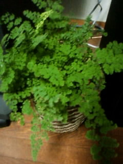 アジアンタムブルー